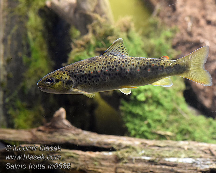 Salmo_trutta_m0686