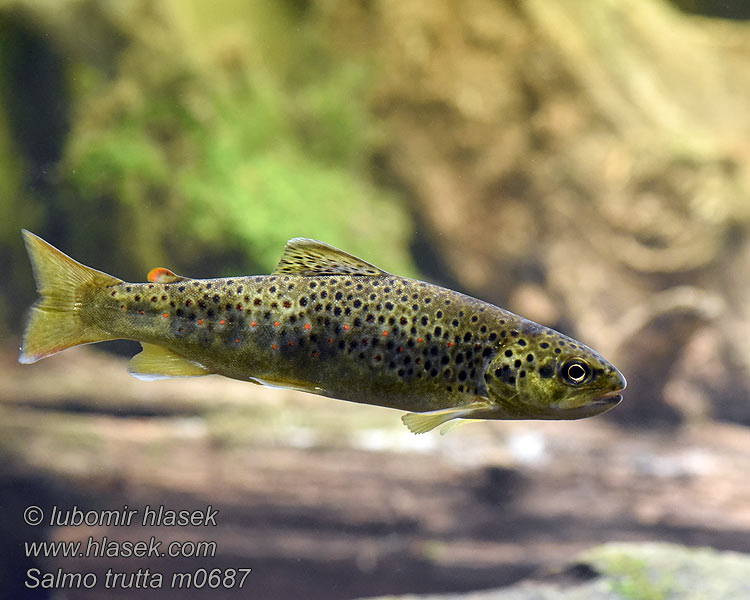 Salmo trutta fario Öring