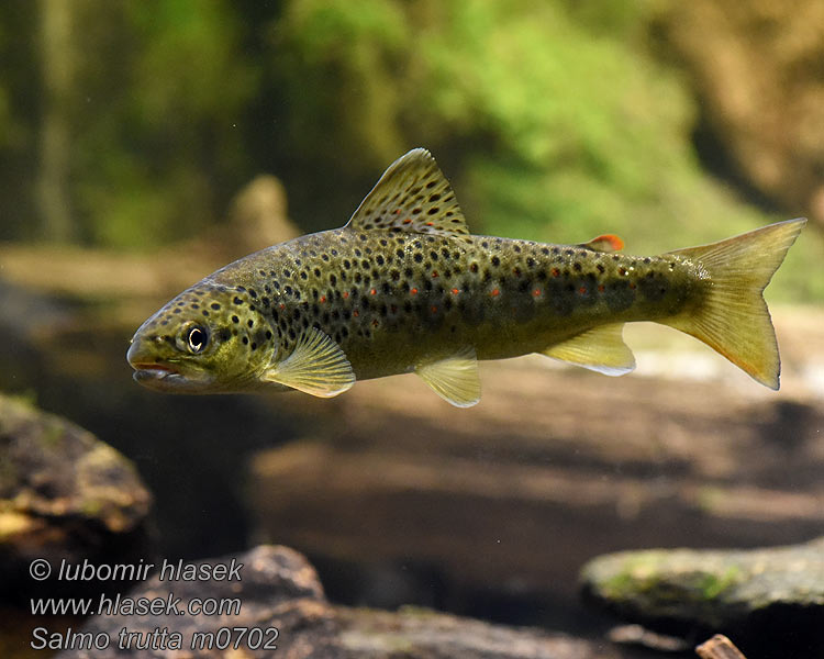 Salmo trutta fario Пструг струмковий