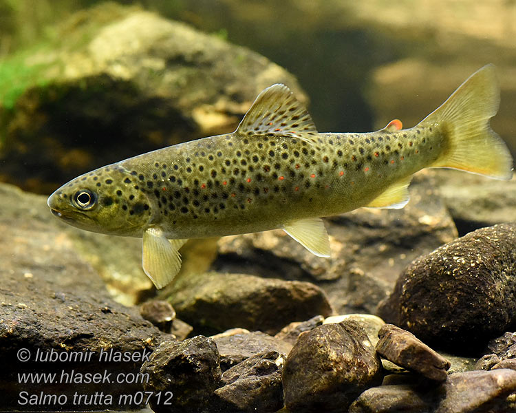 Salmo trutta fario Pstruh potočný