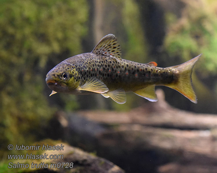 Salmo trutta fario Балканска пъсрърва