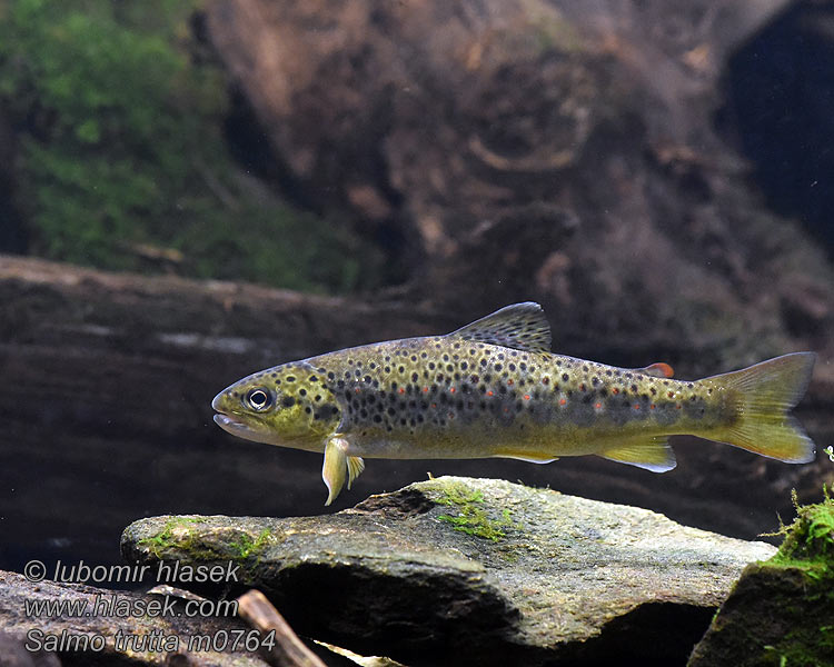 Brown trout Salmo trutta