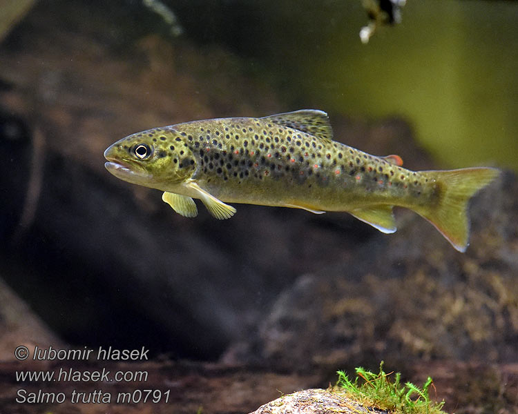 Truita comuna Salmo trutta