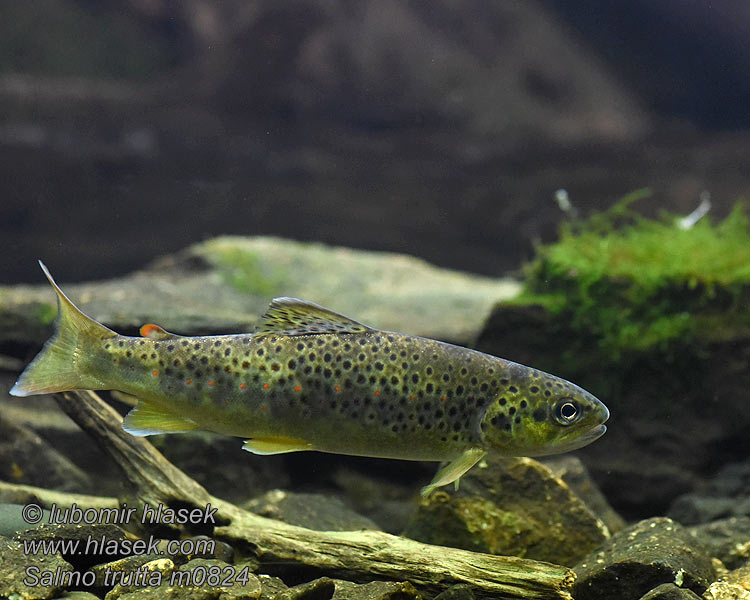 Pstruh obecný potoční Salmo trutta