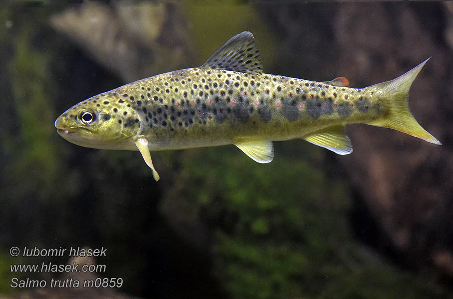 Salmo_trutta_m0859