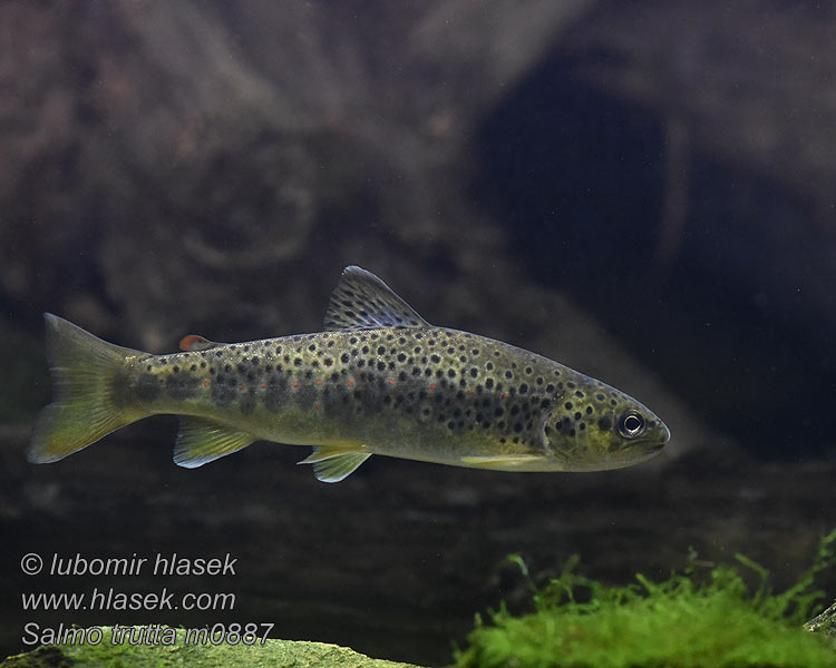 Salmo_trutta_m0887