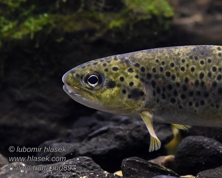 Trucha común europea Salmo trutta