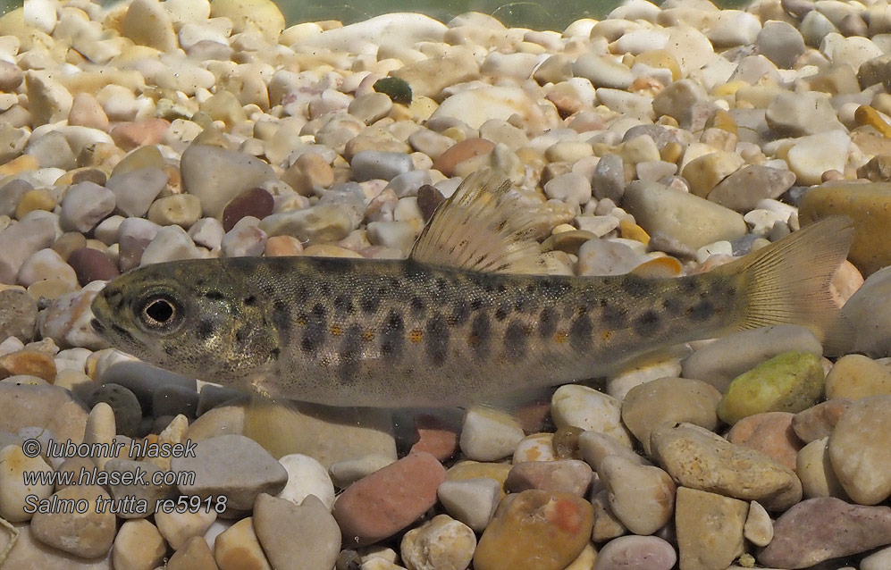 Salmo trutta