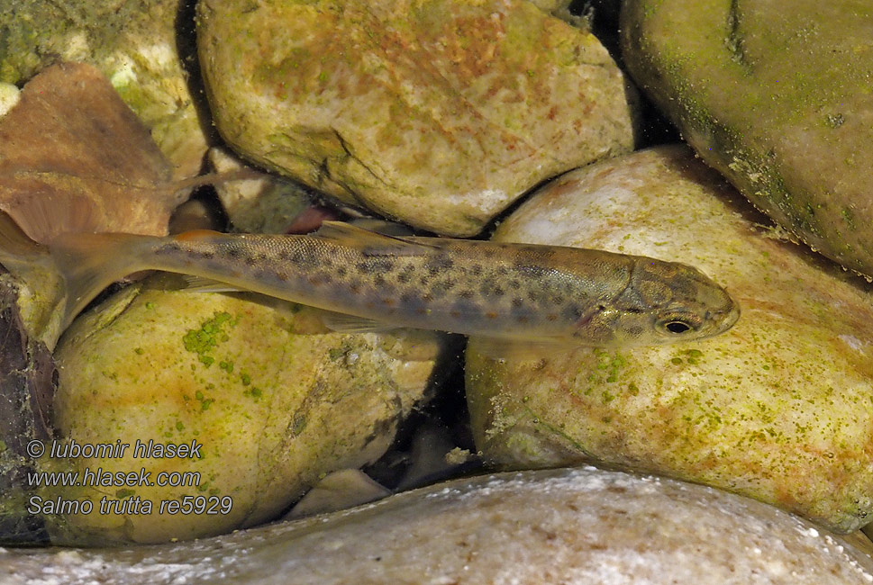 Salmo trutta