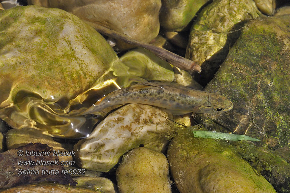 Salmo trutta