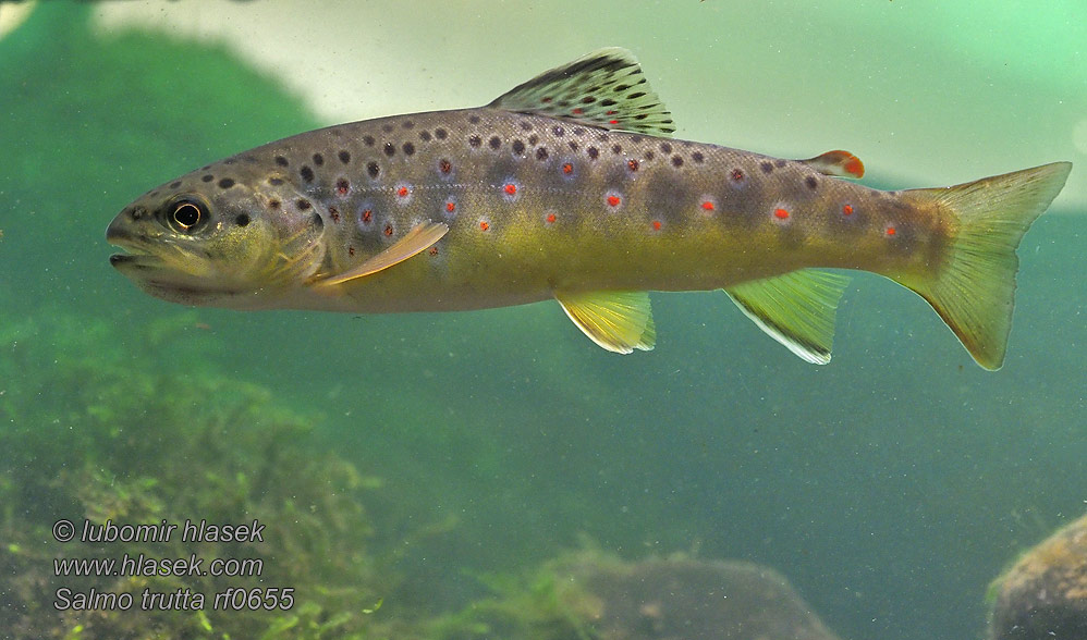 Salmo trutta