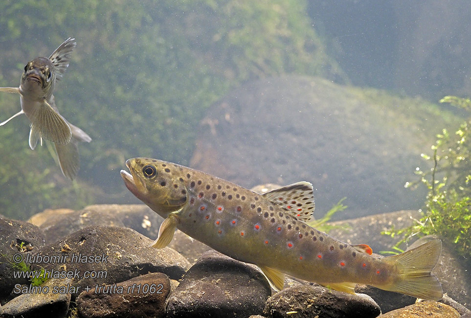 Salmo trutta