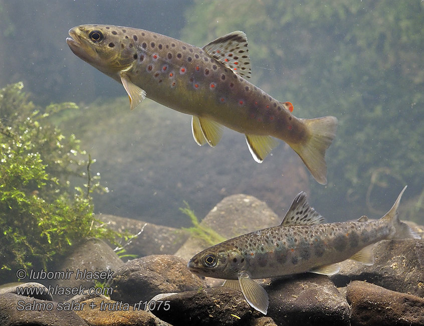 Salmo trutta