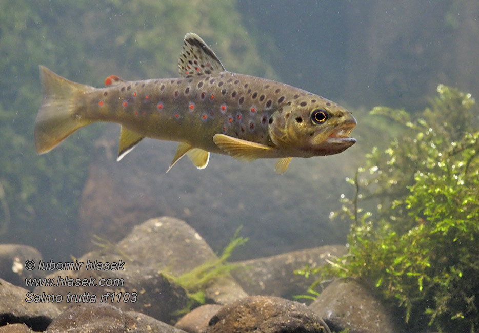 Salmo trutta