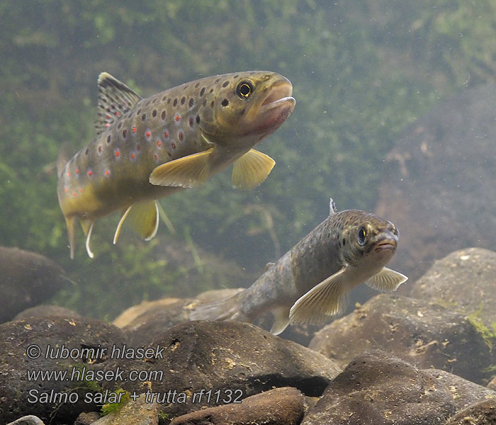 Salmo trutta