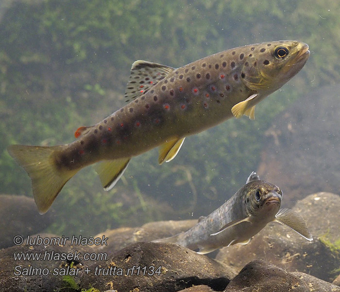 Salmo trutta