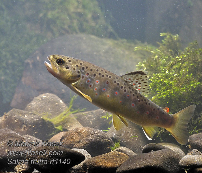 Salmo trutta