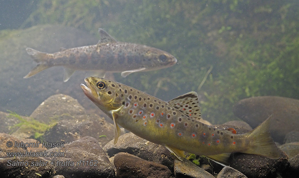 Salmo trutta