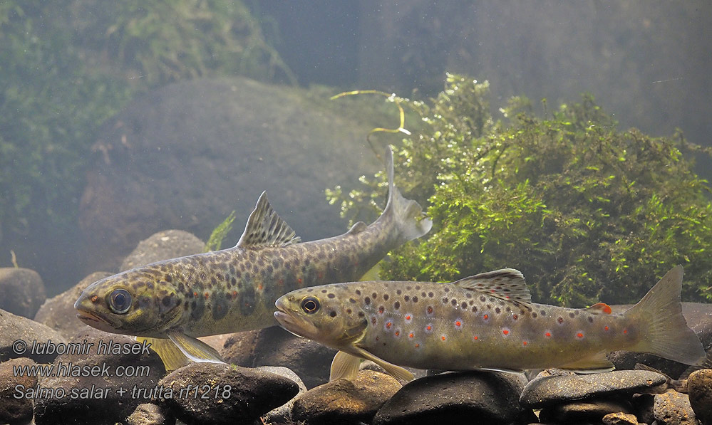 Salmo trutta