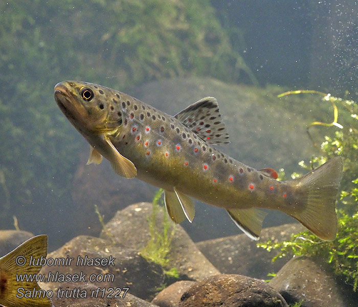 Salmo trutta