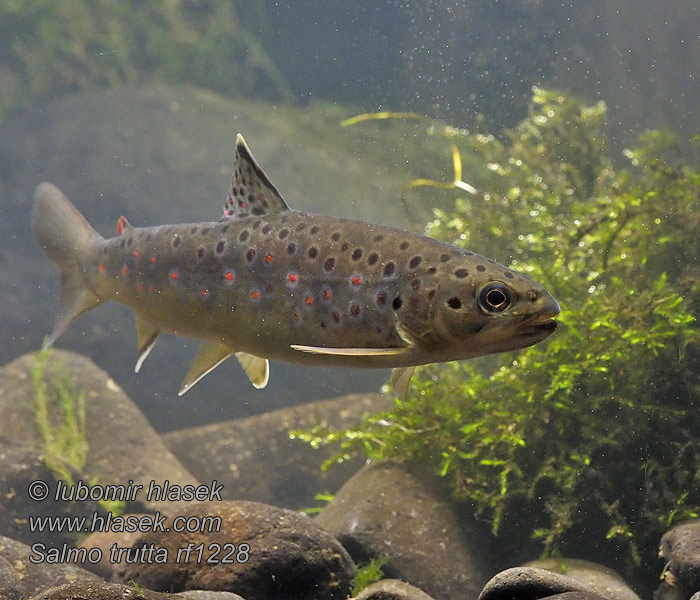 Salmo trutta