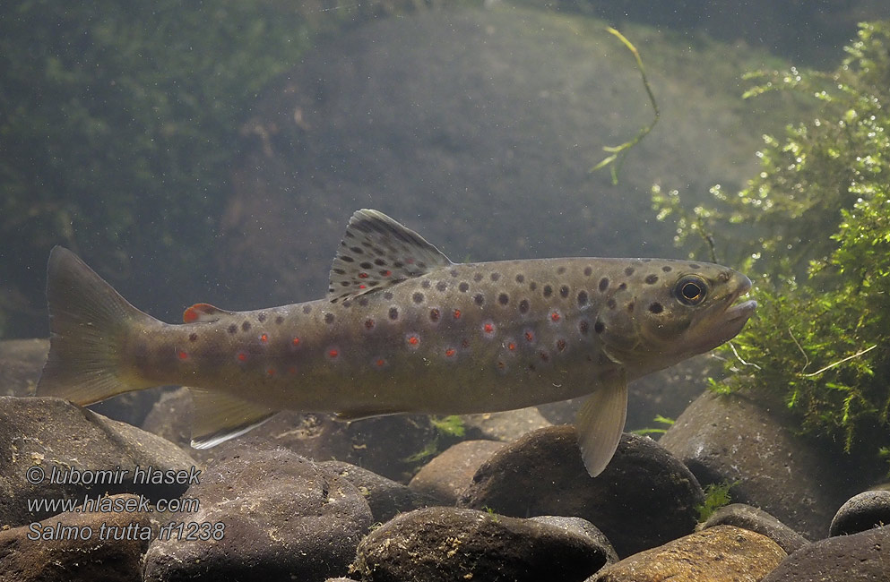 Salmo trutta