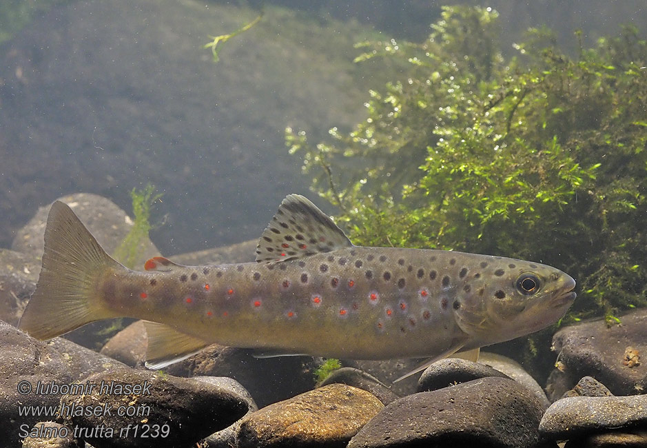 Salmo trutta