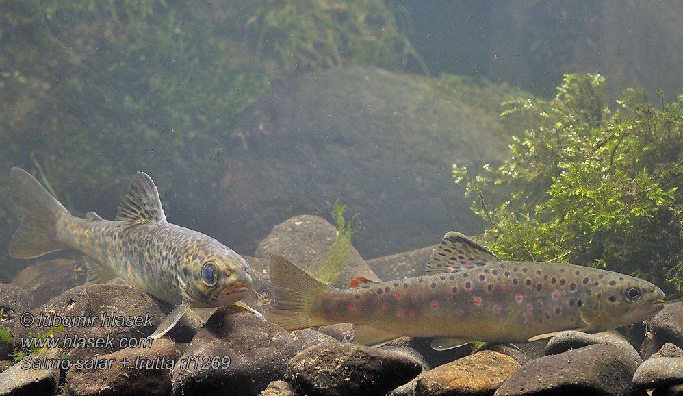 Salmo trutta