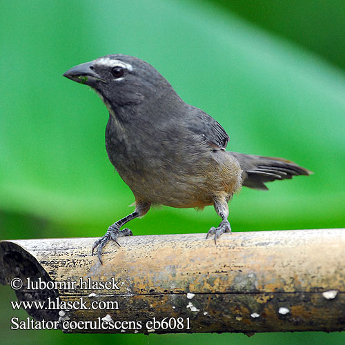 Saltator coerulescens Greyish Gray Saltator šedivý Grausaltator Grå Saltator Ajicero Grisaceo Pepitero gris Harmaakardinaali Saltator gris Beccoforte grigiastro ハイイロイカル Grijze Saltato Ziarnolusk szary Trinca-ferro-gongá Sabiá-gongá