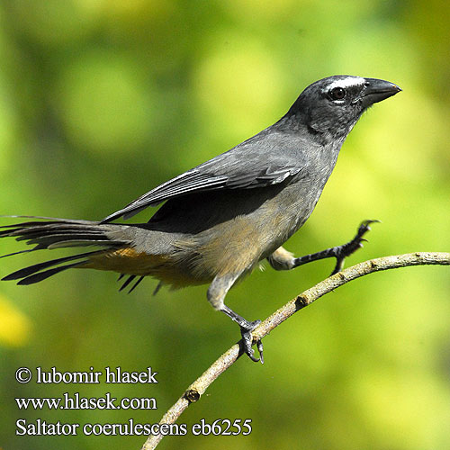 Grå Saltator Ajicero Grisaceo Pepitero gris Harmaakardinaali Saltator gris Beccoforte grigiastro ハイイロイカル Grijze Saltato Ziarnolusk szary Trinca-ferro-gongá Sabiá-gongá Saltator coerulescens Greyish Gray Saltator šedivý Grausaltator