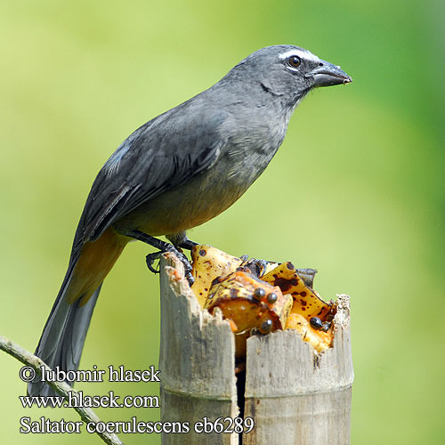 Saltator gris Beccoforte grigiastro ハイイロイカル Grijze Saltato Ziarnolusk szary Trinca-ferro-gongá Sabiá-gongá Saltator coerulescens Greyish Gray Saltator šedivý Grausaltator Grå Saltator Ajicero Grisaceo Pepitero gris Harmaakardinaali