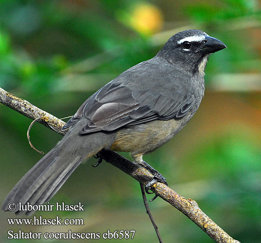 Ziarnolusk szary Trinca-ferro-gongá Sabiá-gongá Saltator coerulescens Greyish Gray Saltator šedivý Grausaltator Grå Saltator Ajicero Grisaceo Pepitero gris Harmaakardinaali Saltator gris Beccoforte grigiastro ハイイロイカル Grijze Saltato