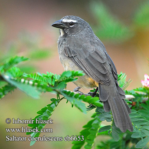 Greyish Gray Saltator šedivý Grausaltator Grå Saltator Ajicero Grisaceo Pepitero gris Harmaakardinaali Saltator gris Beccoforte grigiastro ハイイロイカル Grijze Saltato Ziarnolusk szary Trinca-ferro-gongá Sabiá-gongá Saltator coerulescens