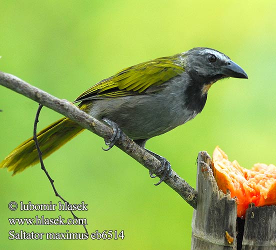 Saltator maximus Buff-throated Saltator velký Kardinál Buntkehlsaltator Brunstrubet Saltator Garganta Canela Picurero bosquero Viherkardinaali Saltator des grands-bois Beccoforte golachiara マミジロイカル Bontkeelsaltator Ziarnolusk plowogardly Tempera-viola Tanečník pestrohrdlý