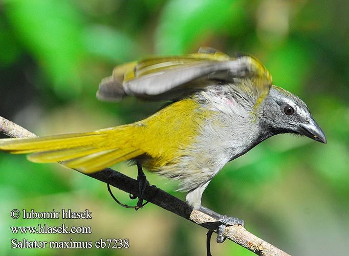 Viherkardinaali Saltator des grands-bois Beccoforte golachiara マミジロイカル Bontkeelsaltator Ziarnolusk plowogardly Tempera-viola Tanečník pestrohrdlý Saltator maximus Buff-throated Saltator velký Kardinál Buntkehlsaltator Brunstrubet Saltator Garganta Canela Picurero bosquero