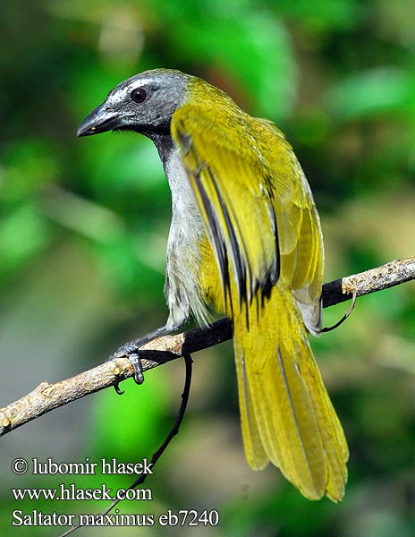 マミジロイカル Bontkeelsaltator Ziarnolusk plowogardly Tempera-viola Tanečník pestrohrdlý Saltator maximus Buff-throated Saltator velký Kardinál Buntkehlsaltator Brunstrubet Saltator Garganta Canela Picurero bosquero Viherkardinaali Saltator des grands-bois Beccoforte golachiara