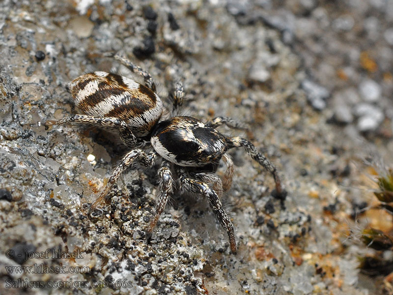 Salticus scenicus Skákavka pruhovaná Mauer-Zebraspringspinn