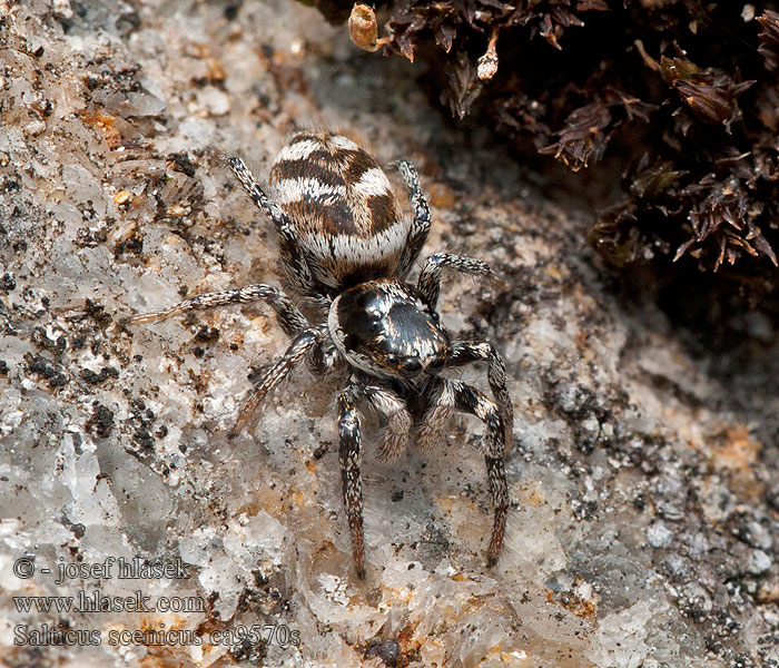 Salticus scenicus Skakun arlekinowy Пёстрый скакунчик