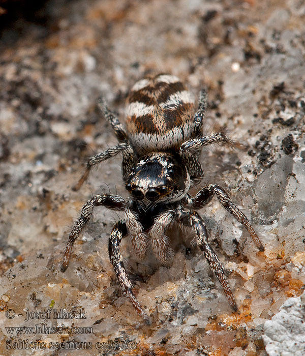 Salticus scenicus Huiszebraspin Zebra spider Színészpók Sebraspindel