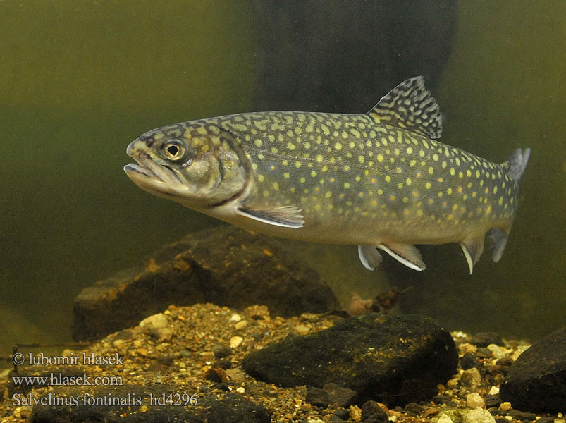 Salvelinus fontinalis Brook trout Pstrąg źródlany