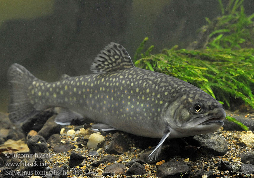 Salvelinus fontinalis hd4473