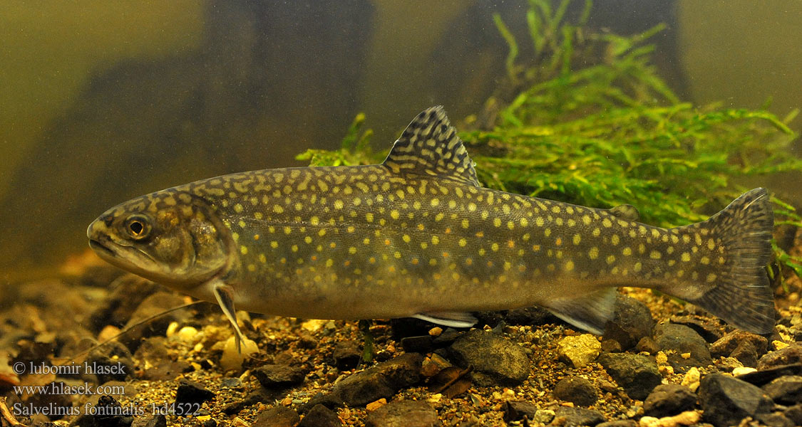 Salvelinus fontinalis hd4522