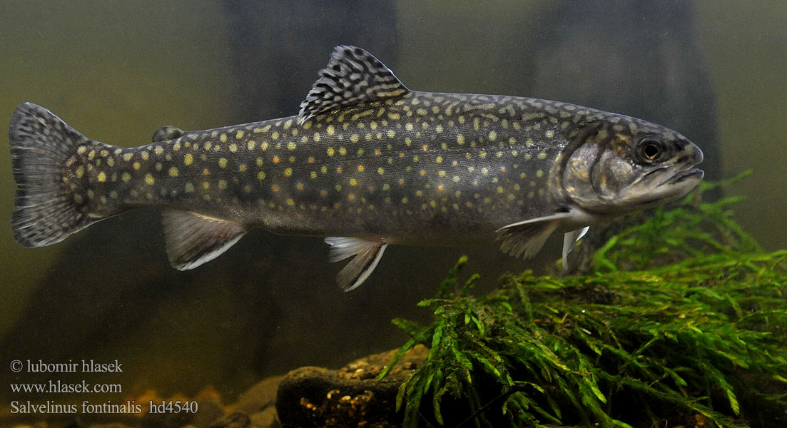 Сивен Truita riero Salvelinus fontinalis Brook trout