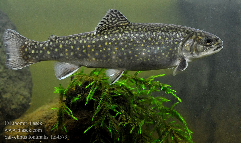 Brook trout Pstrąg źródlany Bachsaibling