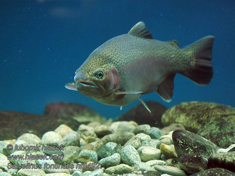 Salvelinus fontinalis Brook trout