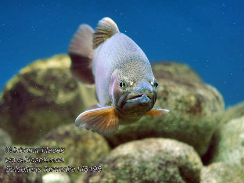 Salvelinus fontinalis Pstrąg źródlany