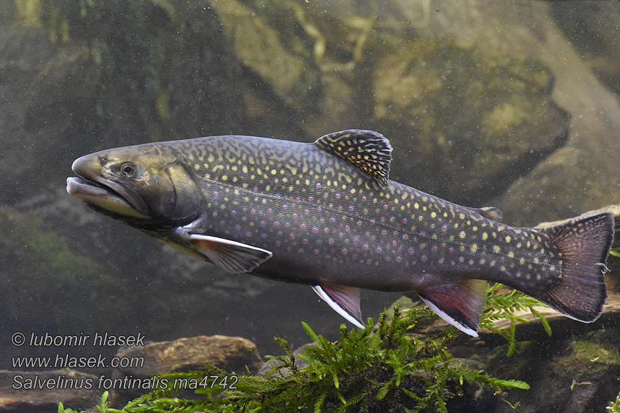 Salvelinus fontinalis Голець американський