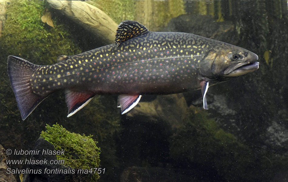 Salvelinus fontinalis Bäckröding