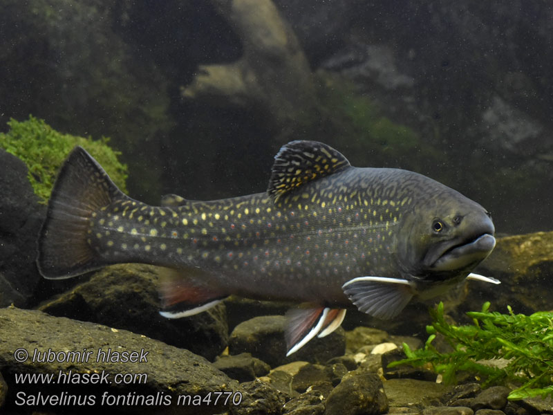 Salvelinus fontinalis Puronieriä