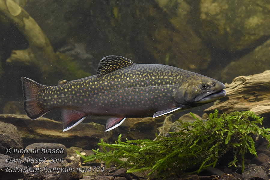 Salvelinus fontinalis Американская палия